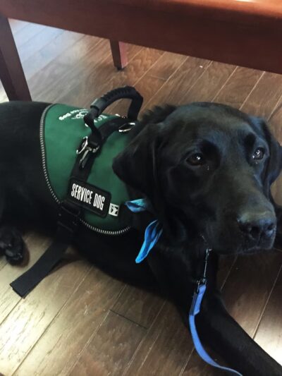 ECAD, Educated Canines Assisting with Disabilities - Winsted, CT