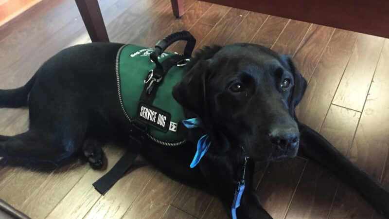 ECAD, Educated Canines Assisting with Disabilities - Winsted, CT