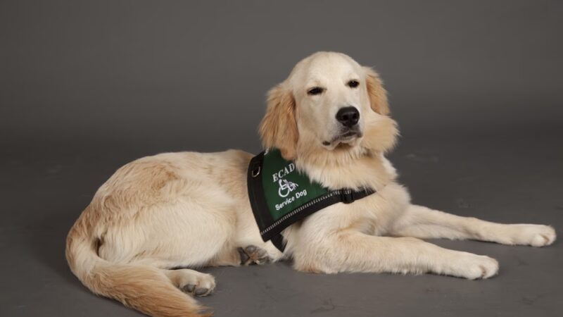 ECAD, Educated Canines Assisting with Disabilities - Winsted, CT