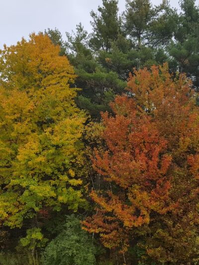 Platt Hill State Park Scenic Reserve - Winsted, CT