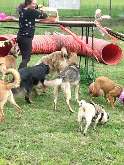 Douglas County Pet Lodge - Winston, OR