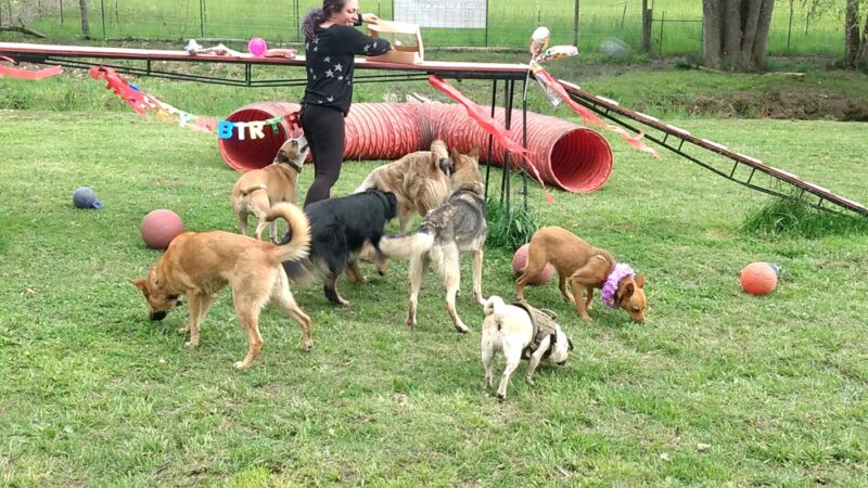 Douglas County Pet Lodge - Winston, OR
