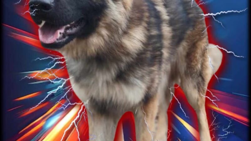 Douglas County Pet Lodge - Winston, OR