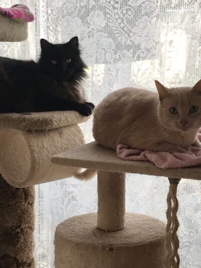 Douglas County Pet Lodge - Winston, OR