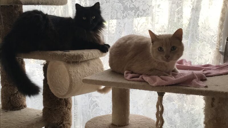 Douglas County Pet Lodge - Winston, OR