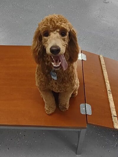 Schreiber Tails - Winston, OR