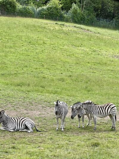 Wildlife Safari - Winston, OR