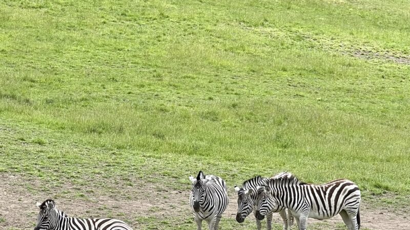 Wildlife Safari - Winston, OR