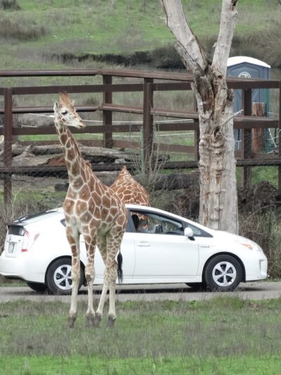 Wildlife Safari - Winston, OR