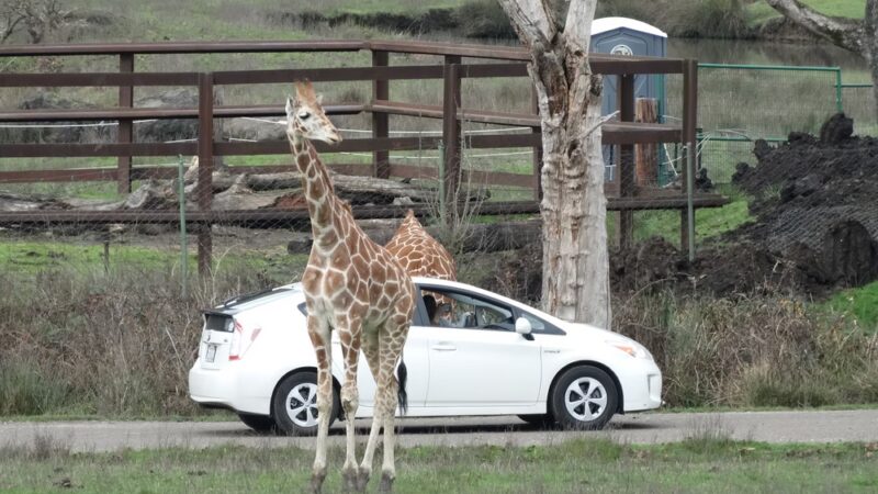 Wildlife Safari - Winston, OR