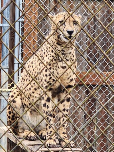Wildlife Safari - Winston, OR