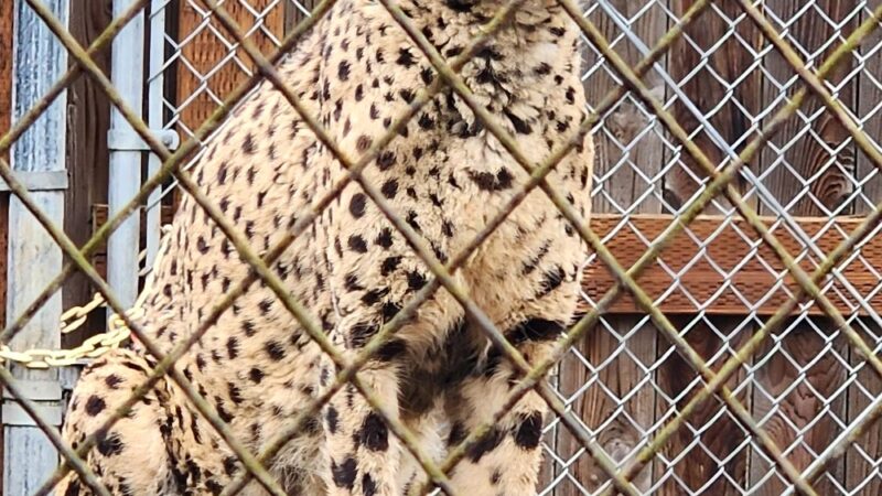 Wildlife Safari - Winston, OR