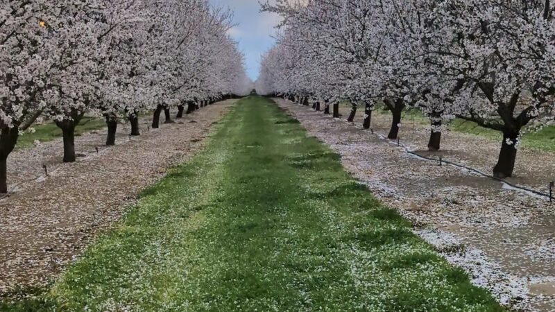 Winton park - Winton, CA
