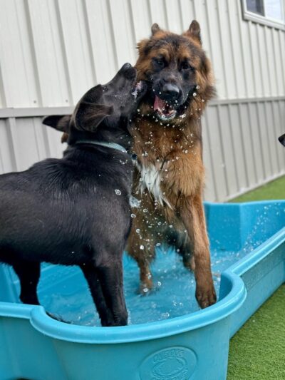 Pet Retreat - Wisconsin Dells, WI