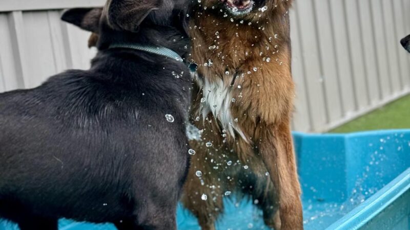 Pet Retreat - Wisconsin Dells, WI