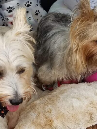 Pet Retreat - Wisconsin Dells, WI