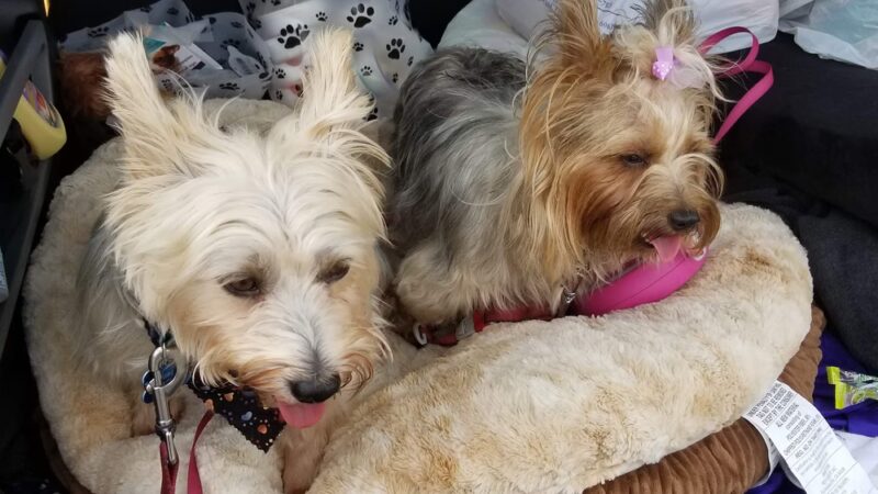 Pet Retreat - Wisconsin Dells, WI