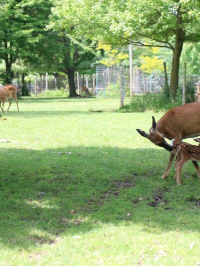 Wisconsin Deer Park - Wisconsin Dells, WI