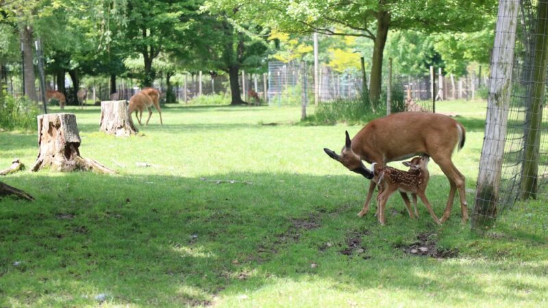 Wisconsin Deer Park - Wisconsin Dells, WI