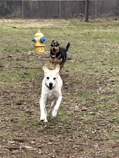 Rapids Room to Zoom Dog Park - Wisconsin Rapids, WI