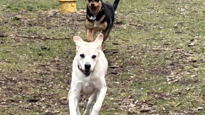 Rapids Room to Zoom Dog Park - Wisconsin Rapids, WI