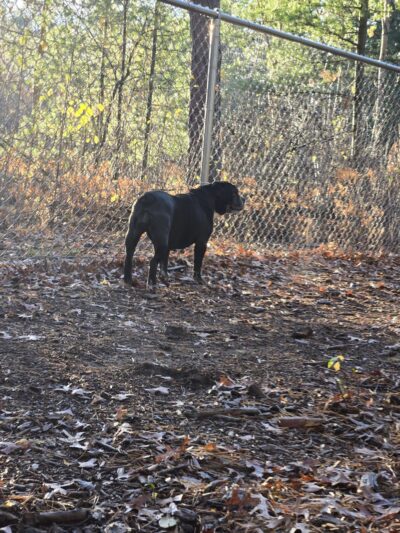 Rapids Room to Zoom Dog Park - Wisconsin Rapids, WI