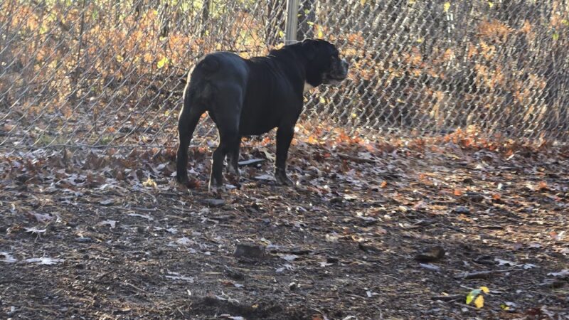 Rapids Room to Zoom Dog Park - Wisconsin Rapids, WI