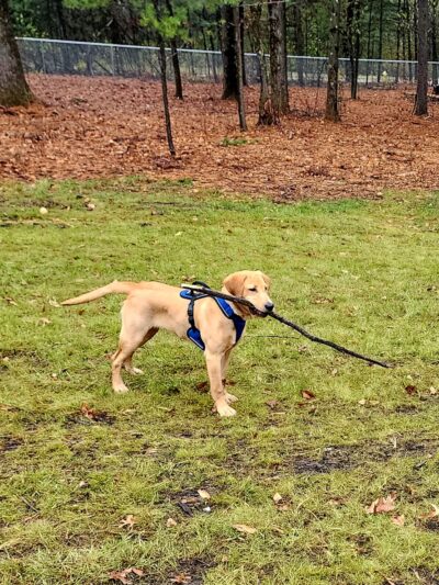 Rapids Room to Zoom Dog Park - Wisconsin Rapids, WI