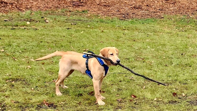 Rapids Room to Zoom Dog Park - Wisconsin Rapids, WI
