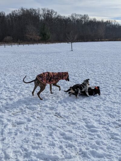 Lyon Oaks Dog Park - Wixom, MI