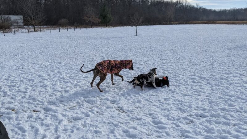 Lyon Oaks Dog Park - Wixom, MI