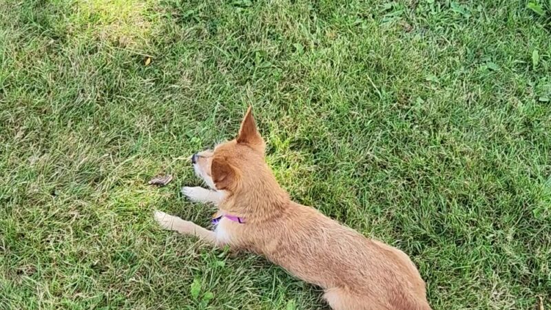 Lyon Oaks Dog Park - Wixom, MI