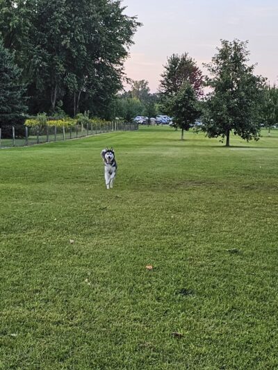 Lyon Oaks Dog Park - Wixom, MI