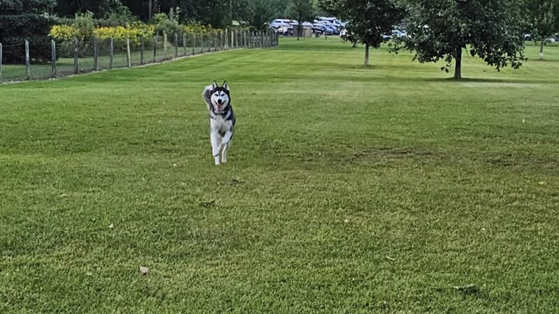 Lyon Oaks Dog Park - Wixom, MI