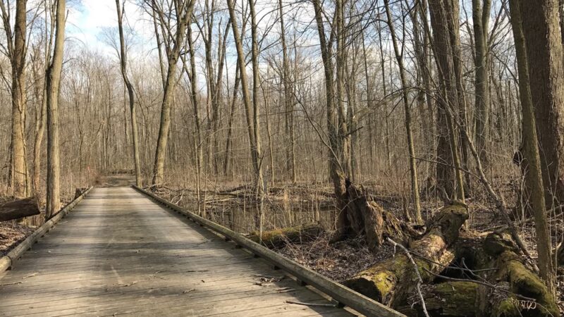 Lyon Oaks Dog Park - Wixom, MI