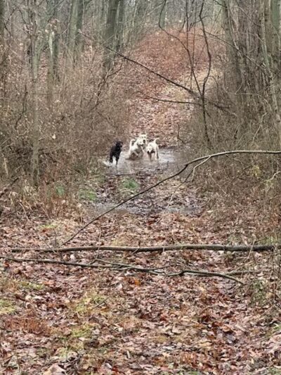 Lake Shore Marshes Wildlife Management Area - Wolcott, NY