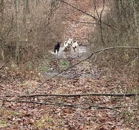 Lake Shore Marshes Wildlife Management Area - Wolcott, NY