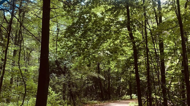 Sewall Woods - Wolfeboro, NH