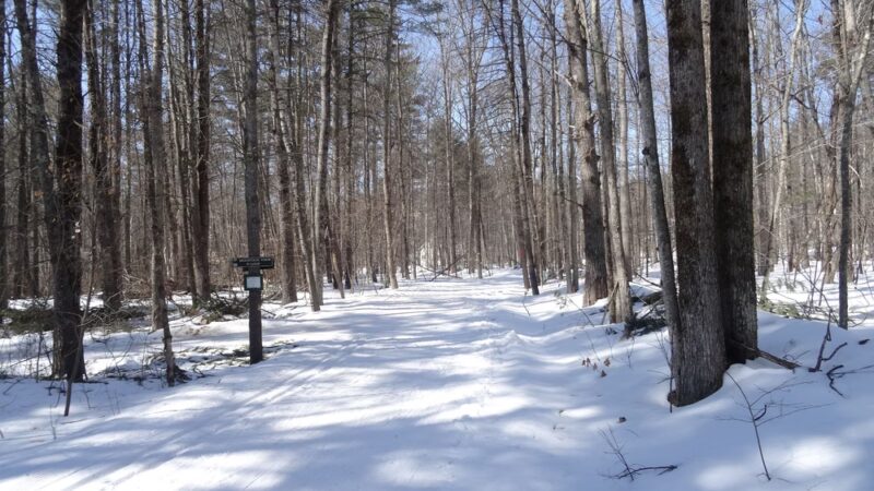 Sewall Woods - Wolfeboro, NH