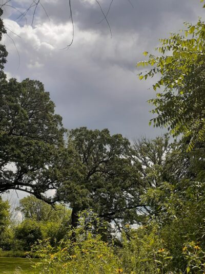 Harrison Benwell Conservation Area - Wonder Lake, IL