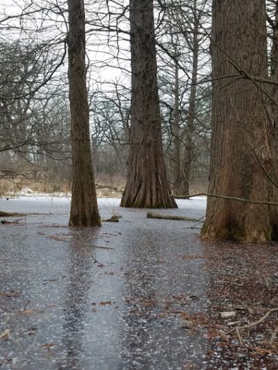 Harrison Benwell Conservation Area - Wonder Lake, IL
