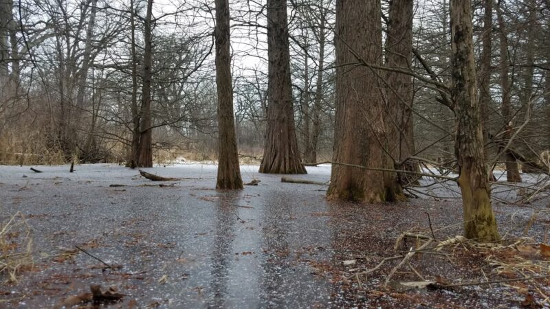 Harrison Benwell Conservation Area - Wonder Lake, IL