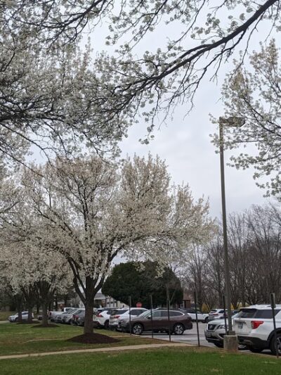 Lisbon Park - Woodbine, MD