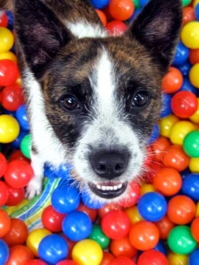 The Haute Dog Hotel - Woodbury, CT