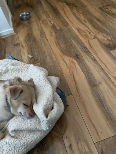 The Haute Dog Hotel - Woodbury, CT