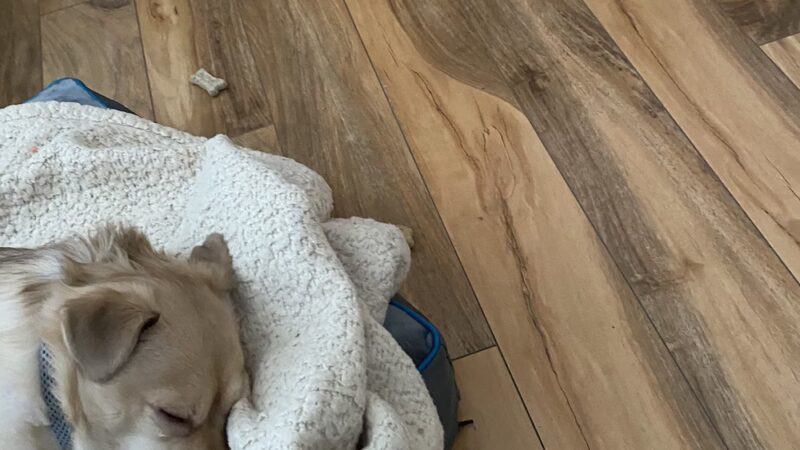 The Haute Dog Hotel - Woodbury, CT