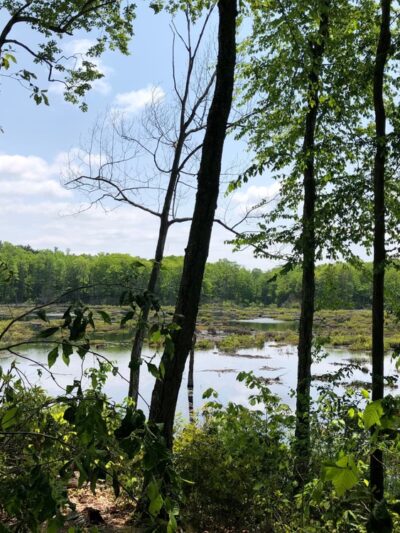 Whittemore Sanctuary - Woodbury, CT