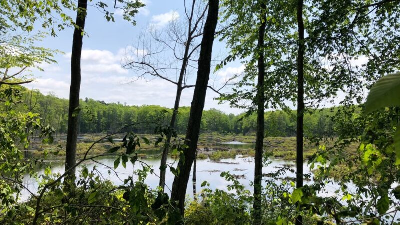 Whittemore Sanctuary - Woodbury, CT