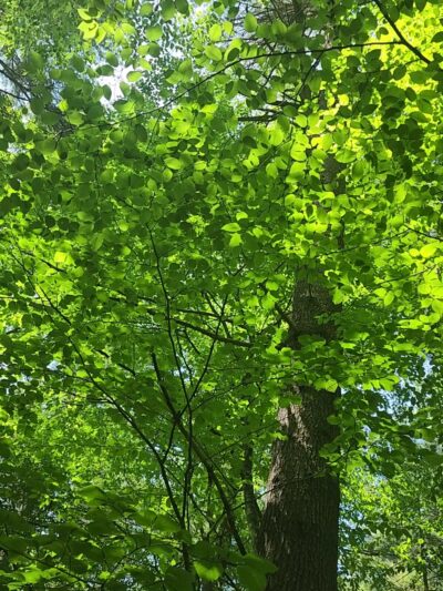 Whittemore Sanctuary - Woodbury, CT