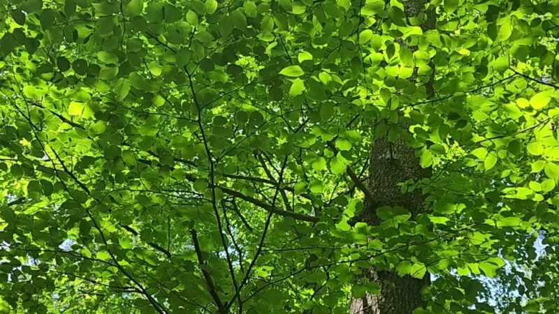 Whittemore Sanctuary - Woodbury, CT